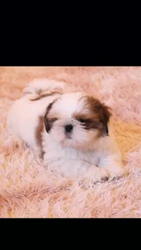 Machinho maravilhoso shihtzu