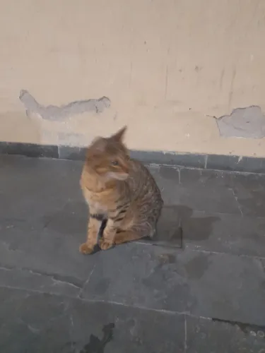 Adote um gatinho ?, lindos gatinhos para doação 