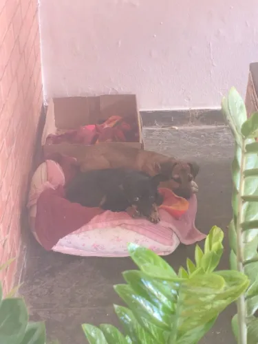 Filhote de cachorro para doação