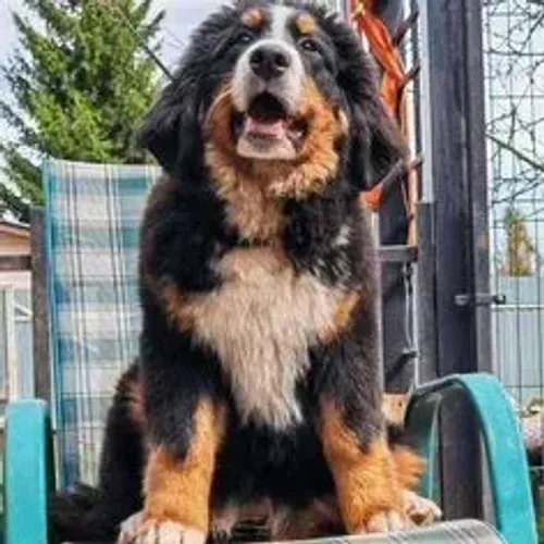 Bernese Mountain Dog,Bernese Mountain Dog Filhote Top Padrão da Raça