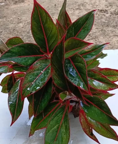 plantas ornamentais