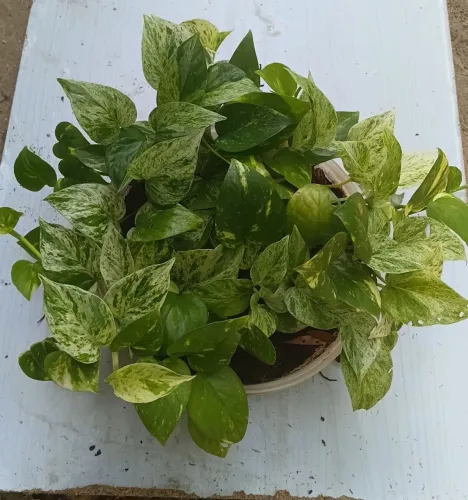 Plantas ornamentais 