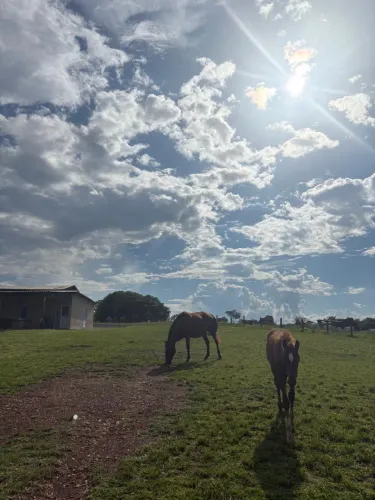 Potros mangalarga meio sangue