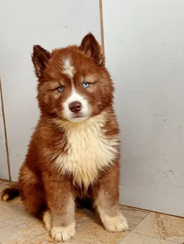 Canil Spartakus wolf disponibiliza filhotes de husky siberiano com pedigree
