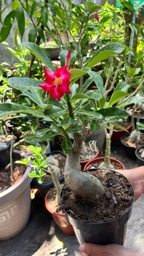 Rosa do deserto ?