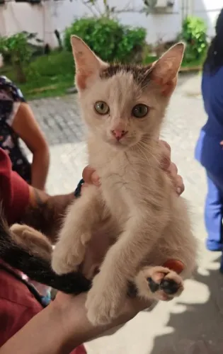 Gatinho filhote para adoção responsável (3 a 4 meses) ?