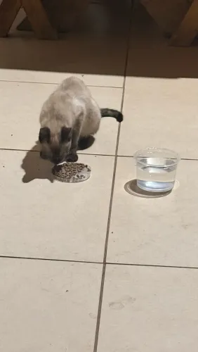 Gato para adoção