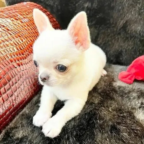 Chihuahua carinhoso