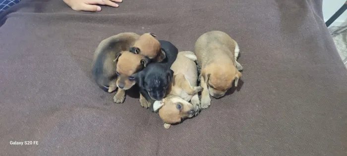 Cachorro Pincher N°01