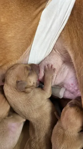Filhotes de pitmonster dourados pedigree venda rápida