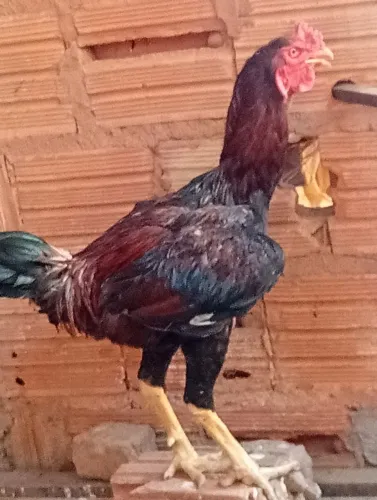 Aves a venda