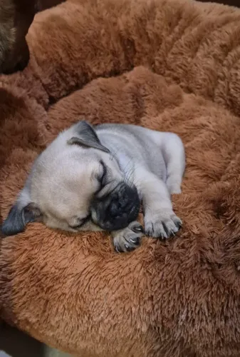 Lindos Filhotes de Pug com Pedigree 1.000,00 com primeira vacina