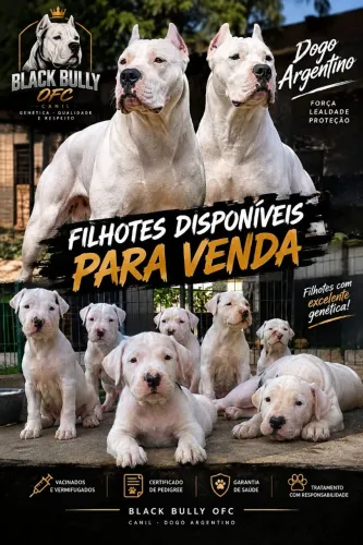 Dogo argentino filhotes