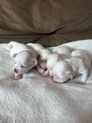 Lindos filhotes de Maltês Micro