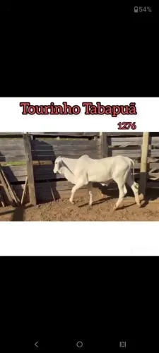 Tourinho Tabapuã