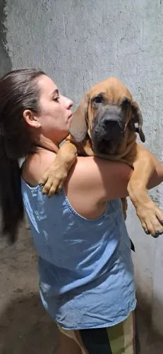 VENDO FILHOTE DE FILA BRASILEIRO MACHO.