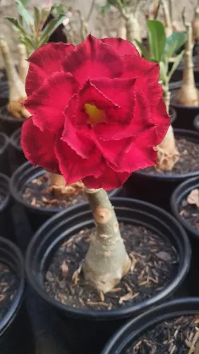 Rosa do Deserto 
