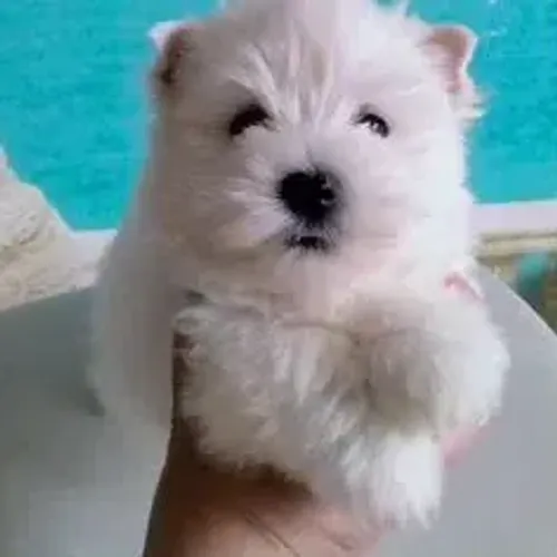 West Terrier Filhotes Raça Pura