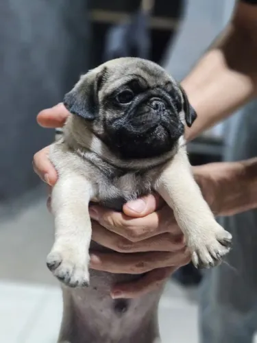 Pug - filhotes