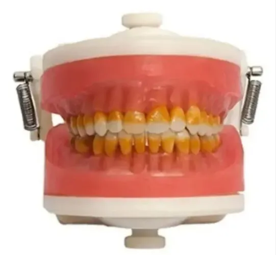 Manequim Pronew Periodontia Restauração Prótese 