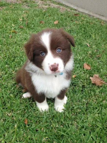 Filhote de Border Collie Com Energia, Inteligência e Muito Carinho