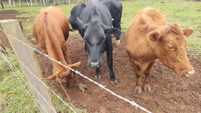 Vacas angus