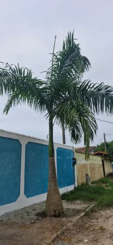 PALMEIRA IMPERIAL