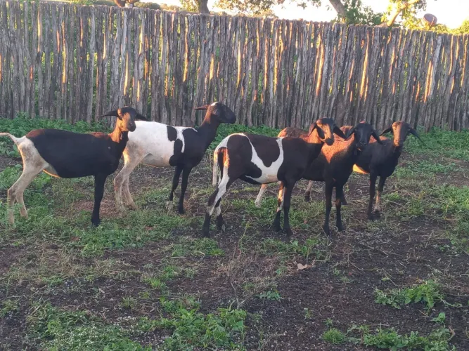 Ovelhas prenhas