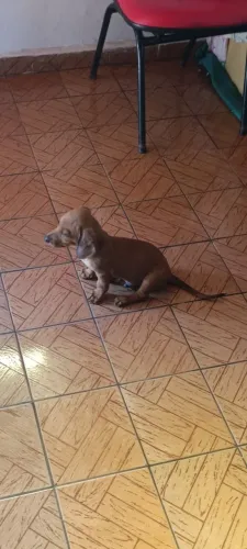 Animais de estimação
