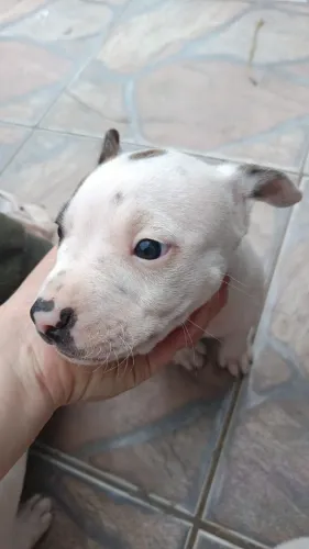 Fêmeas Pitbull