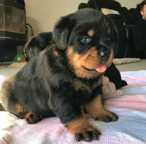 Rottweiler cabeça de tour o?