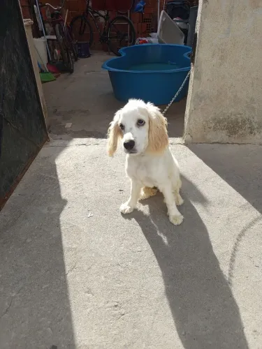 Vende-se filhote de 3 meses cocker spanier