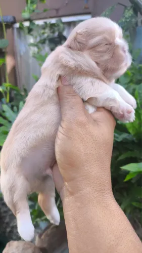 Lindo filhote de Shih tzu macho com pedigree 