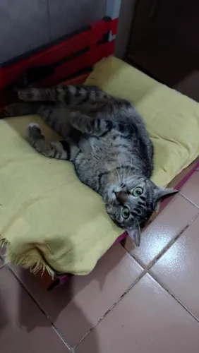 Doação Gatinha Dócil