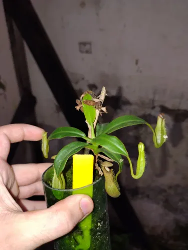 Planta carnivora(nepenthes Graciliflora)