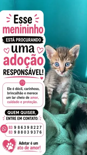 Adoção de gato