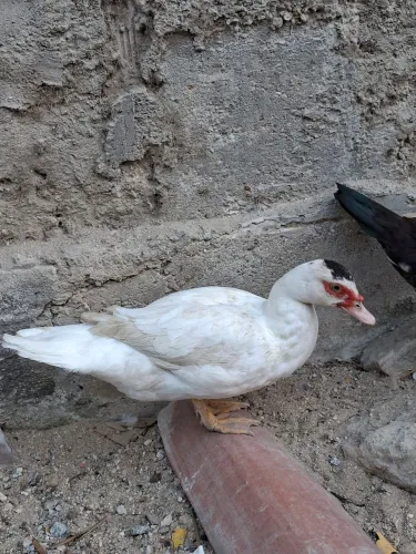Patos disponíveis