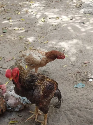 Galo bico curto