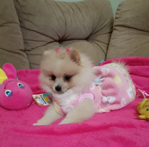 Spitz alemão Anã fêmea, com pedigree, em 10x, entregamos