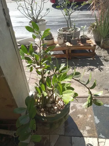 Planta Zamioculca