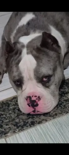 American Bull 