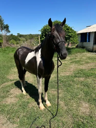 CAVALO MANGALARGA MARCHADOR