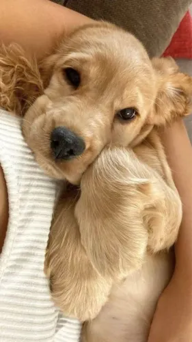 Cocker spaniel