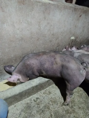 Leitoa para Matriz raça PIETRAIN pura