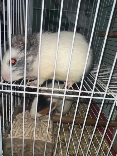 Porquinho da índia 