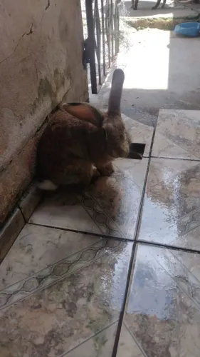 Vendo coelhinha