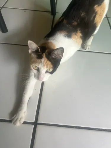 Gata CASTRADA p/ doação 