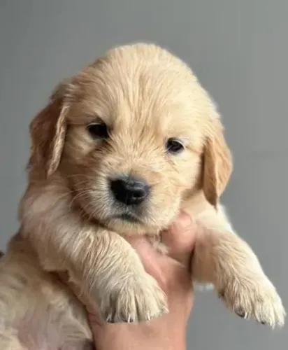 Golden Retriever Filhotes Belíssimos. 