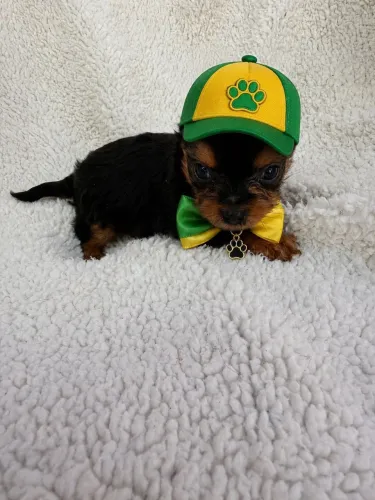 YORKSHIRE TERRIER