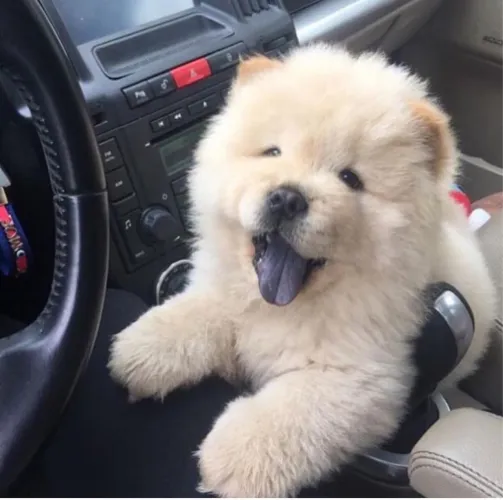 Filhotes De Chow Chow - Lealdade, Carinho E Diversão Garantidos!